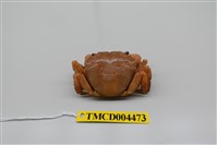 藏品(肉球近方蟹)的圖片